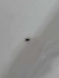 Let’s not forget the bugs in the bathroom