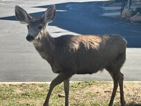 Deer roamed right in front of the cabin daily!