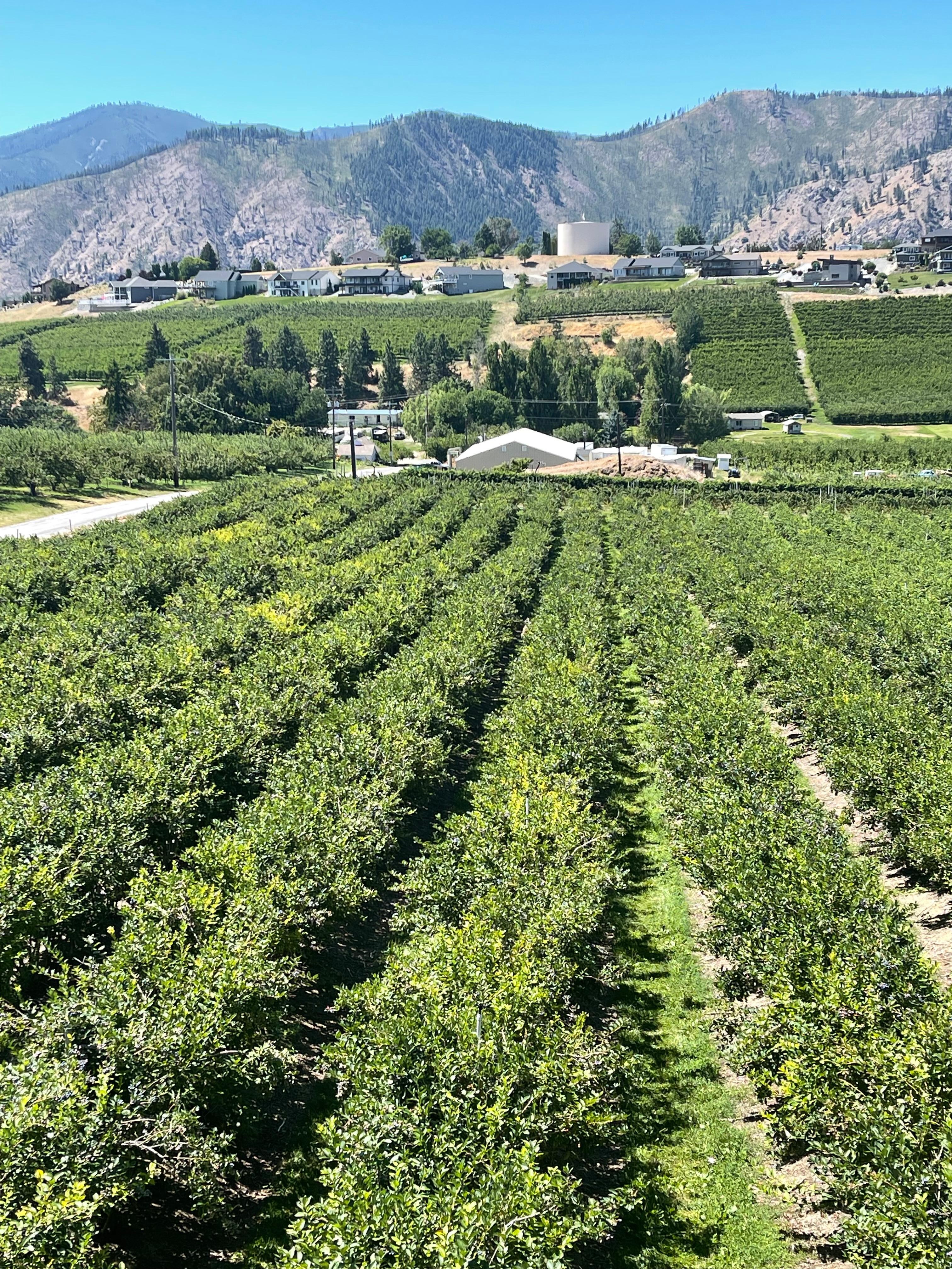 View from Blueberry Farm Restaurant in Manson near Chelan