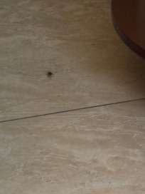 More roaches
