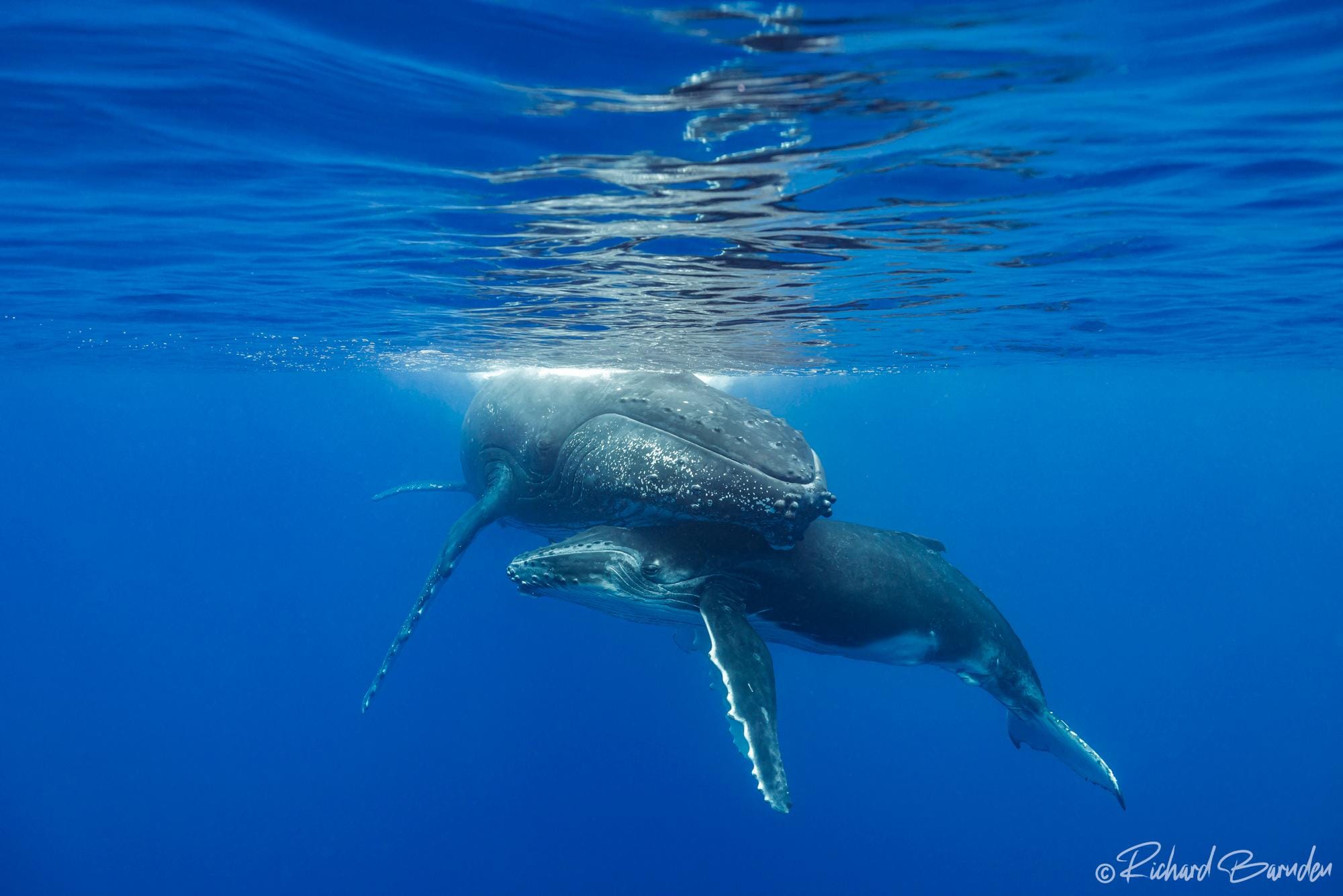 Whale Watching with @Unique Ocean Expeditions