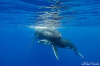 Whale Watching with @Unique Ocean Expeditions