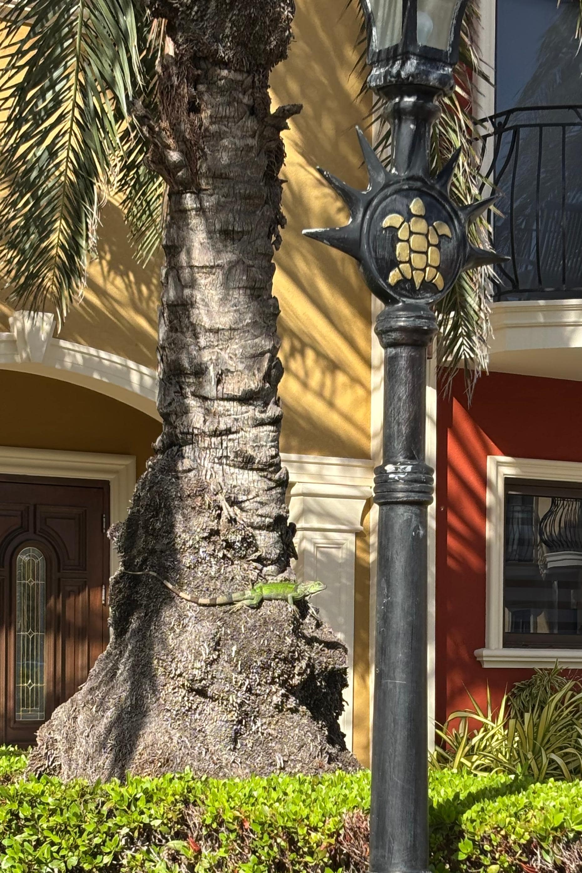 Our iguana friend outside of condo
