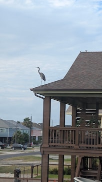 A great blue heron landed on the rooftop nextdoor. The generous exterior deck provided a comfortable space for bird watching.