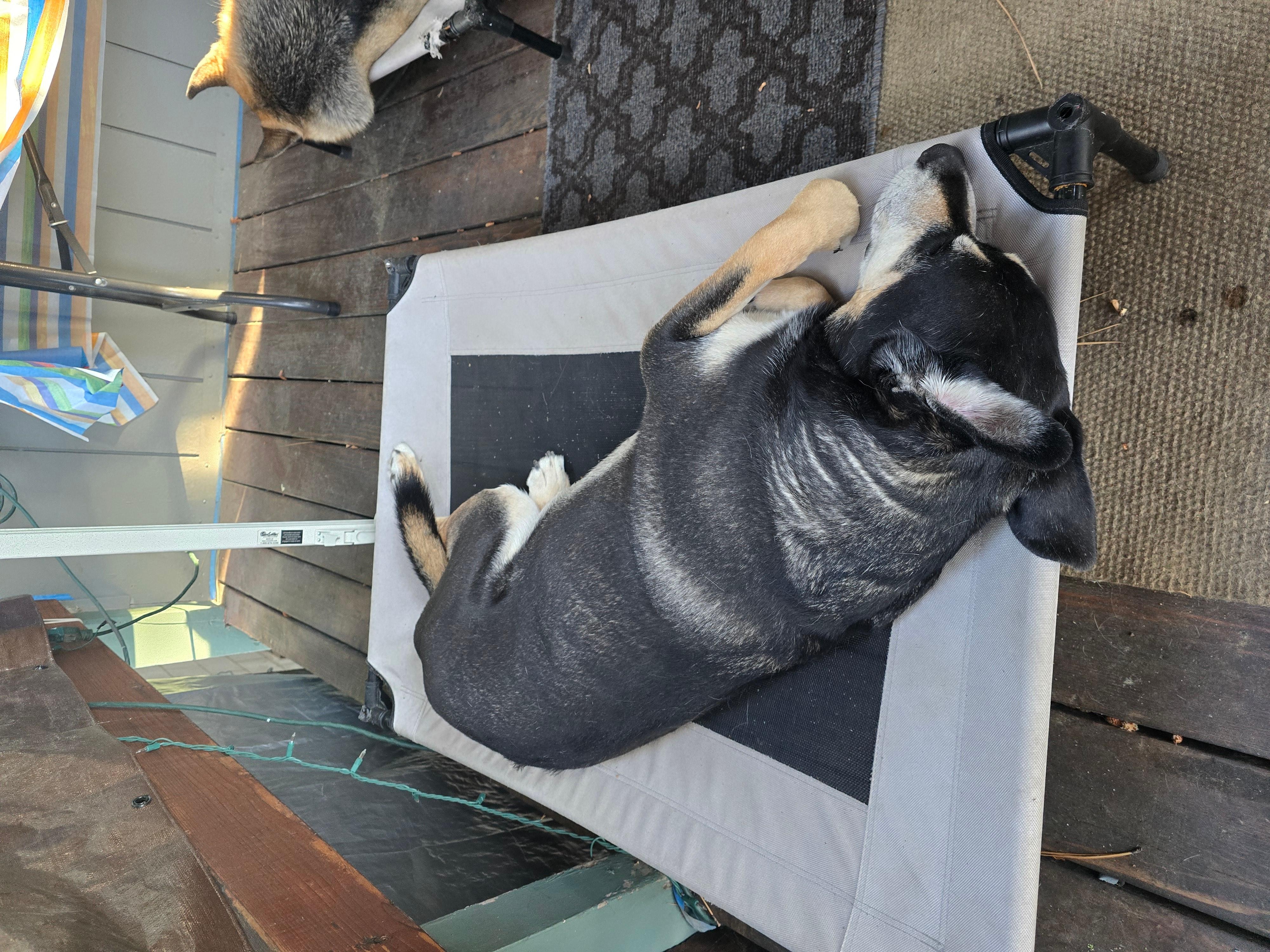 Other dog fast asleep on dog bed