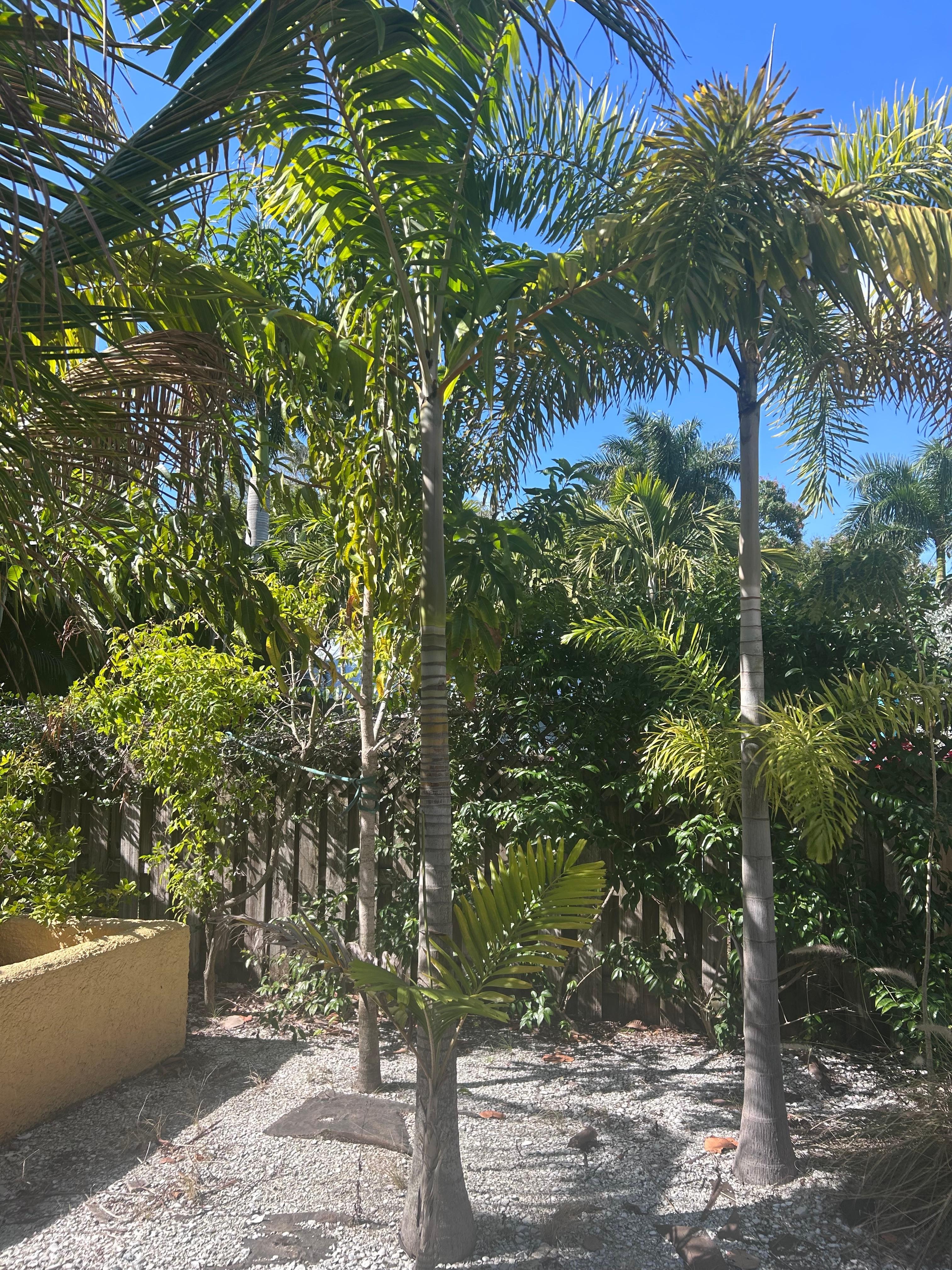 Palms next to Casita 