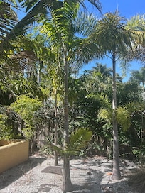 Palms next to Casita