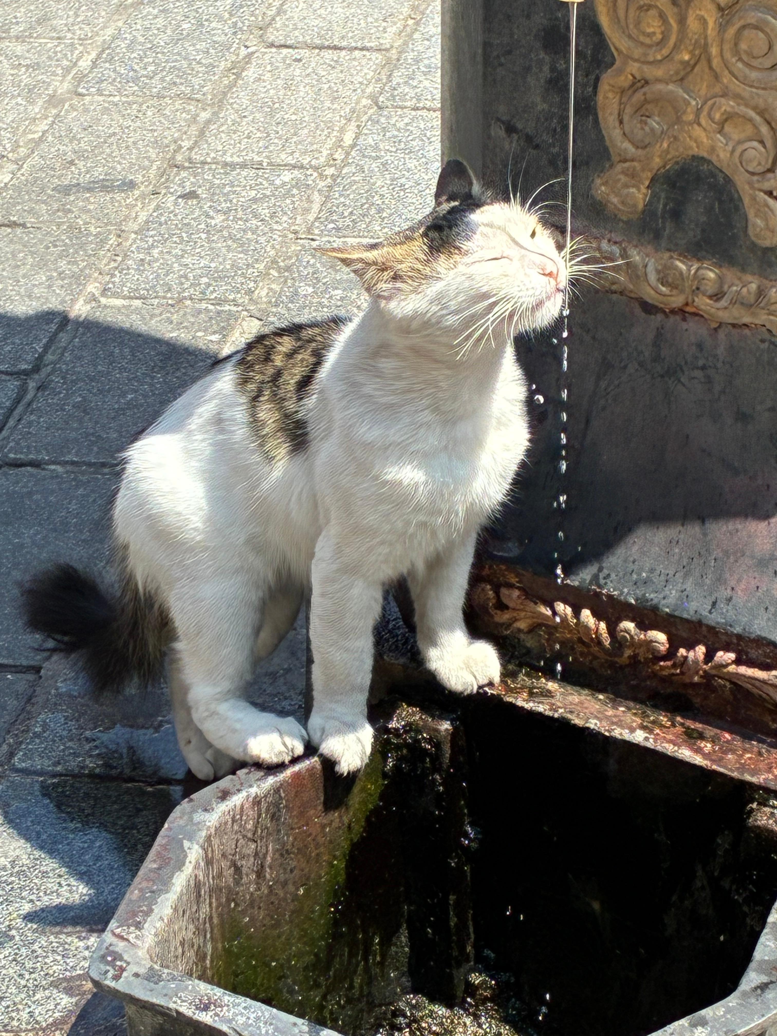 Thirsty kitty
