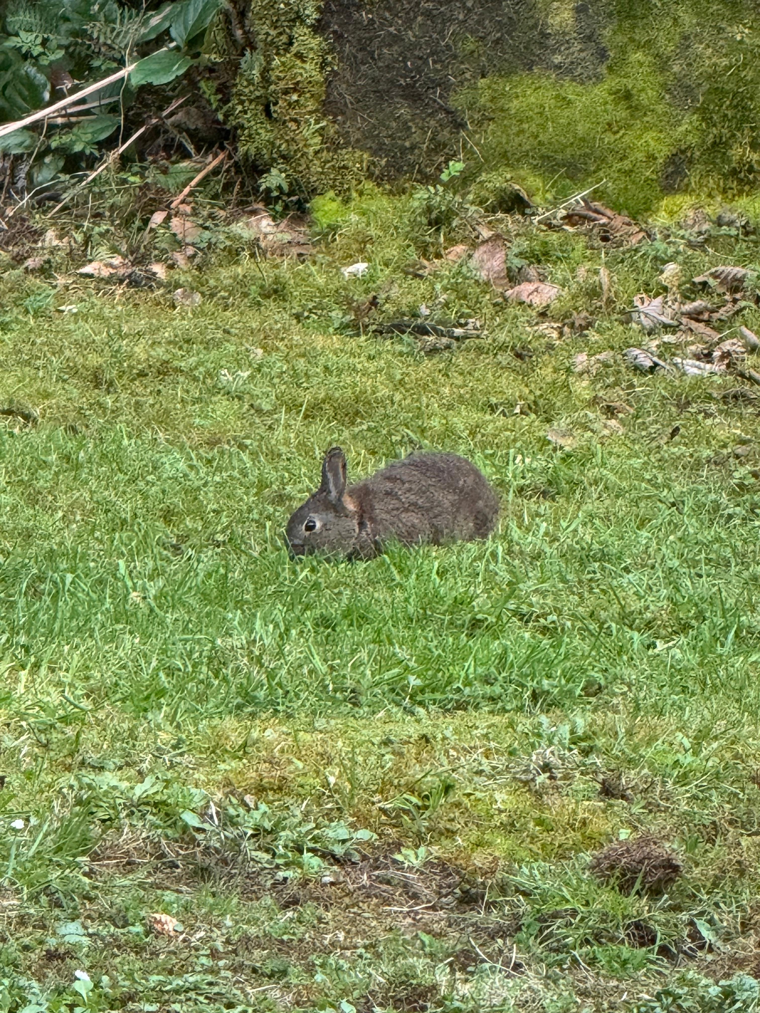 Guaranteed to see some wildlife out the windows there in the yards.