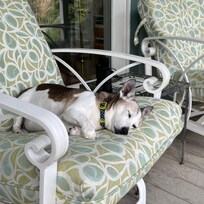 Our sweet boy taking life easy. He really enjoyed the golf cart rides!