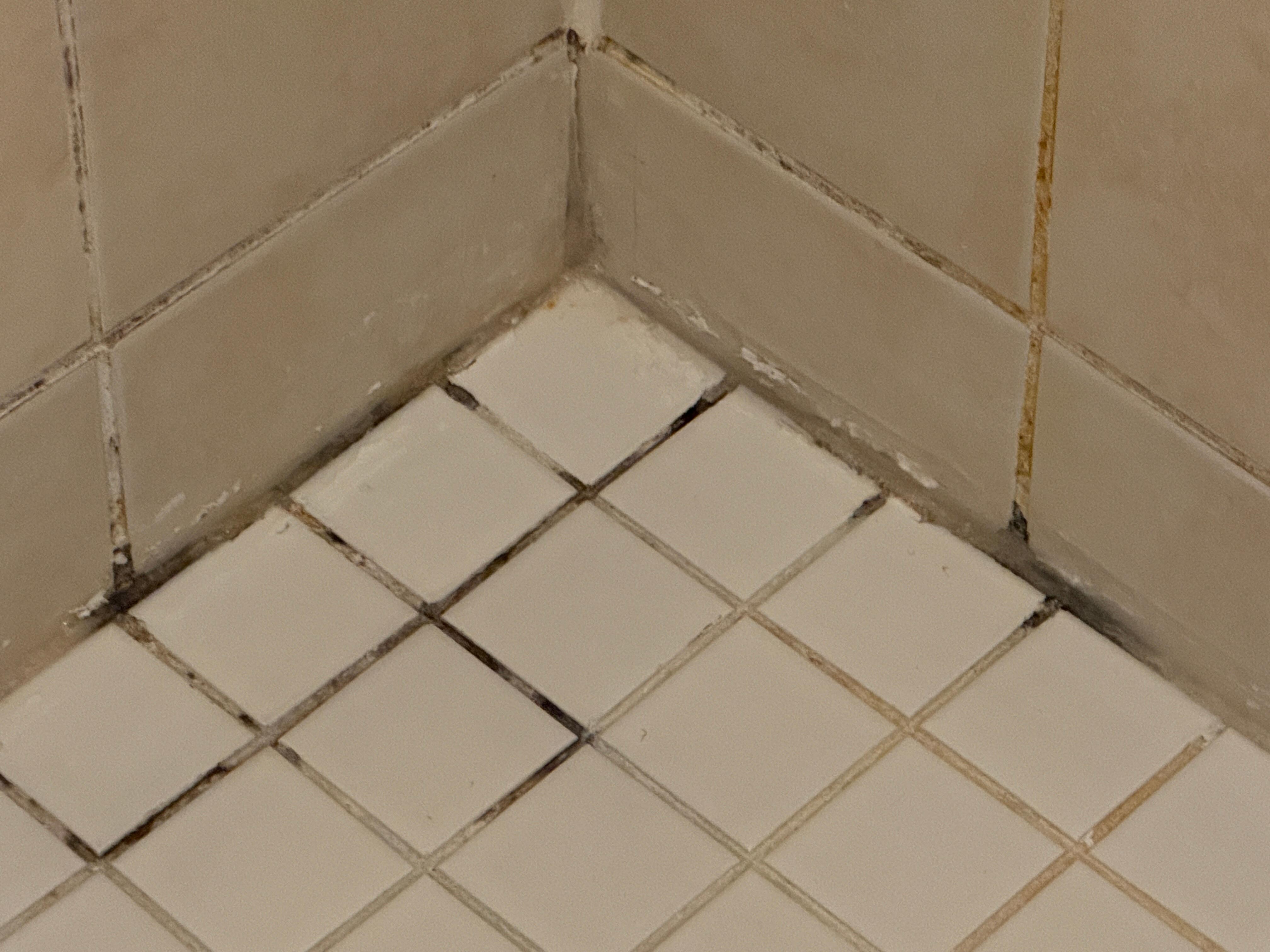 Main shower black mold