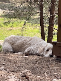 My Toby enjoying the weekend also