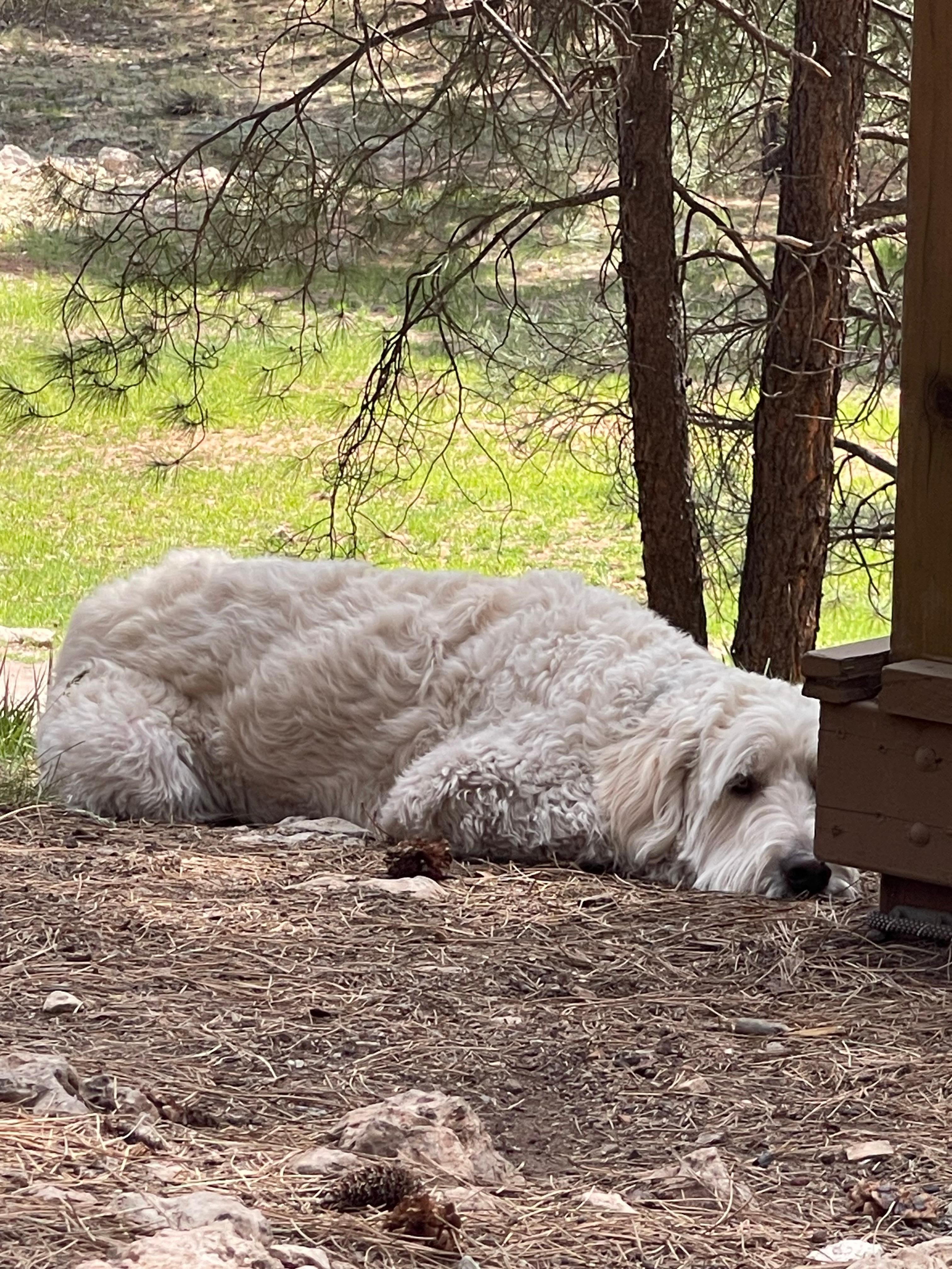 My Toby enjoying the weekend also 
