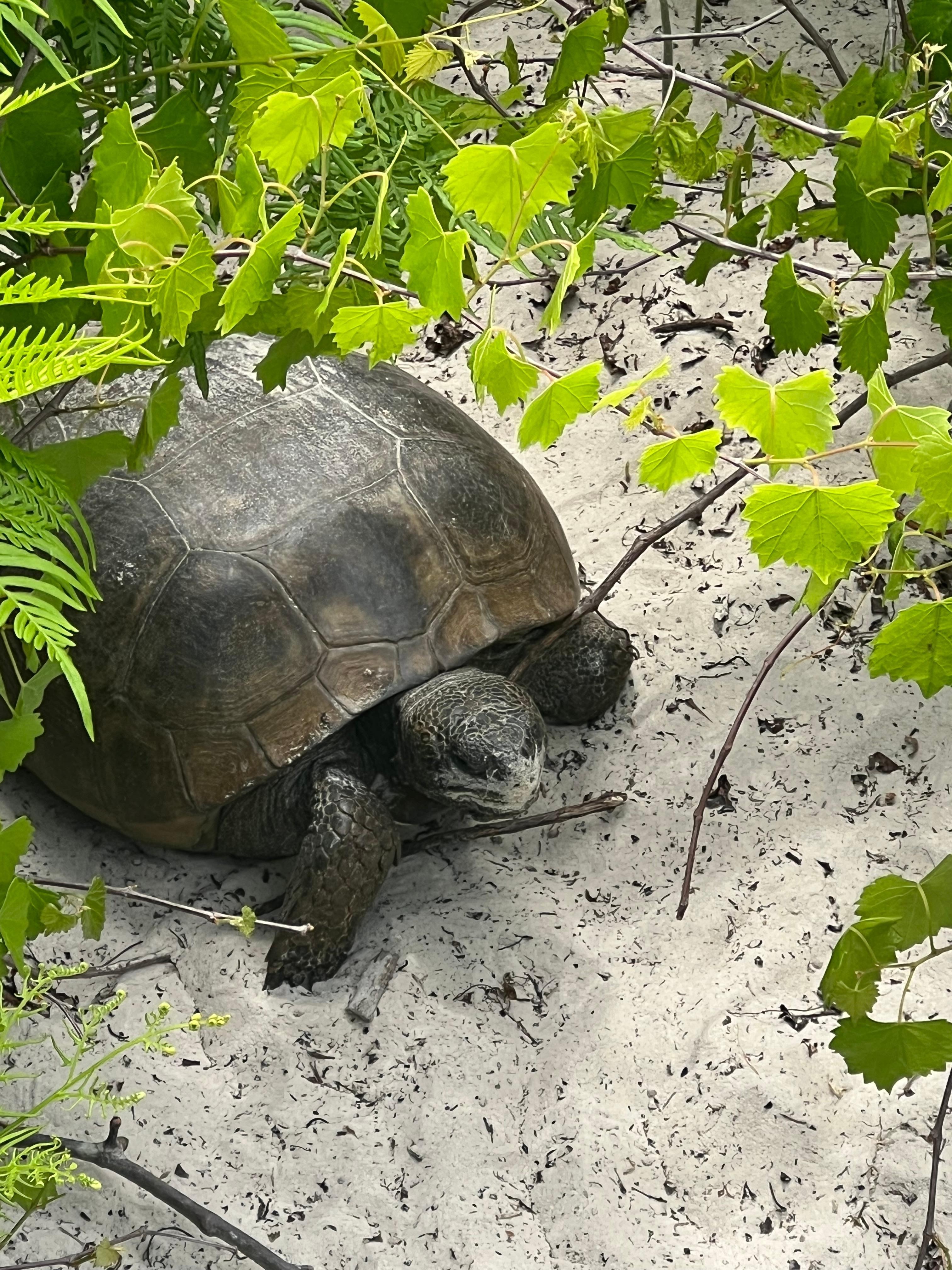 Found this little guy on the was to the beach