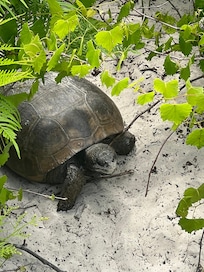 Found this little guy on the was to the beach