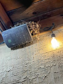Birds nest (?) in the rafters of an enclosed deck.