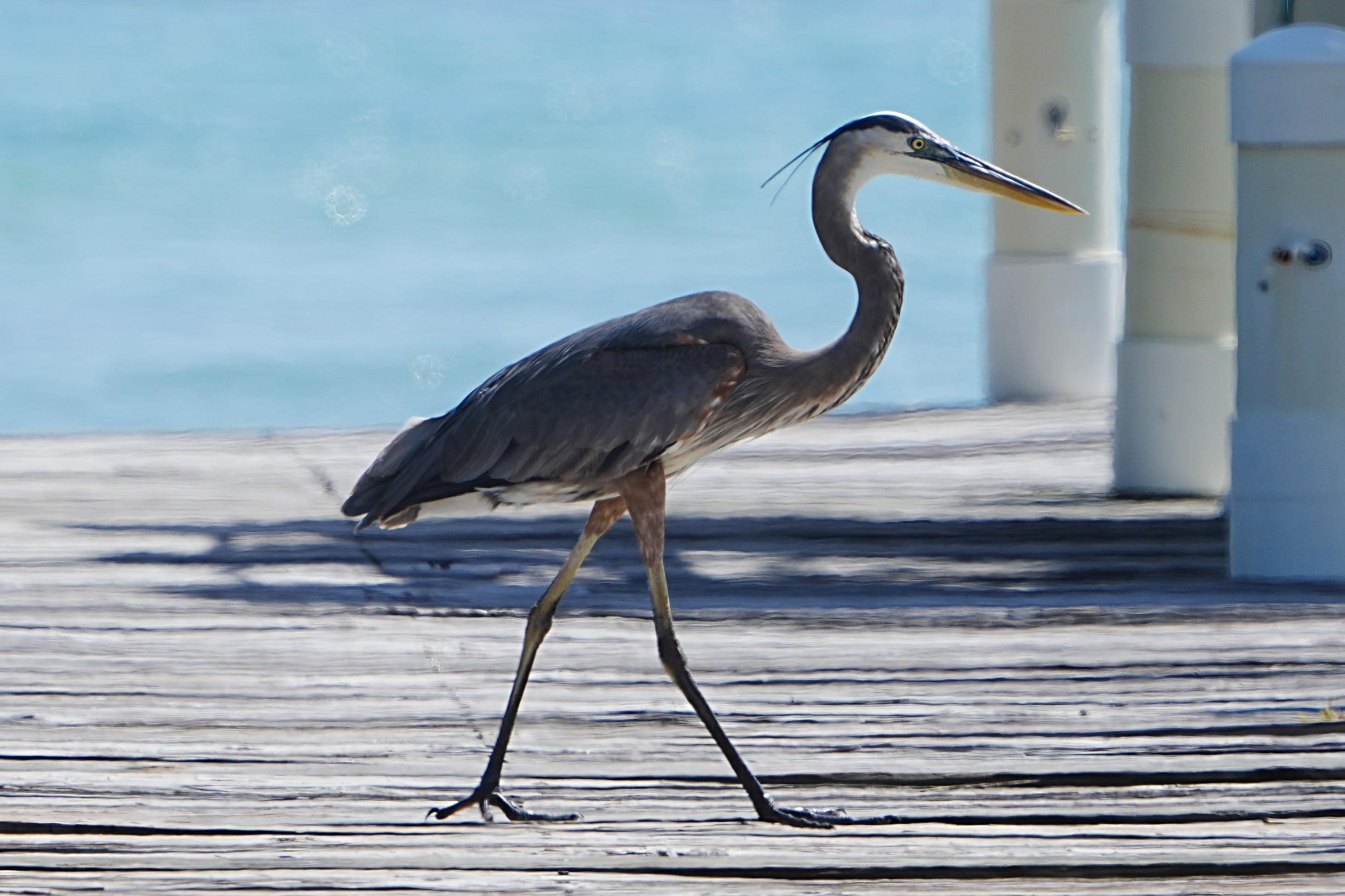 Great Heron visiting the private pier.