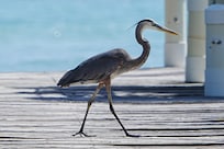 Great Heron visiting the private pier.