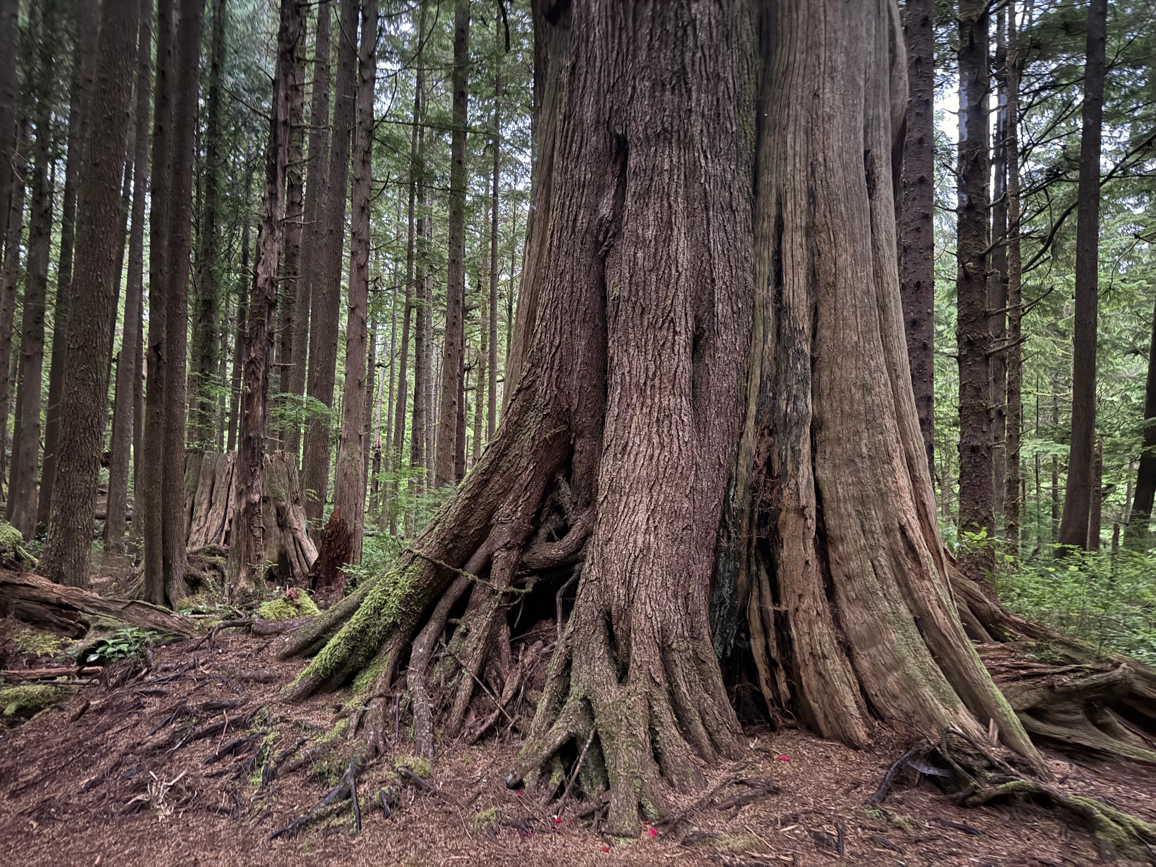 Tree between highway and cabin