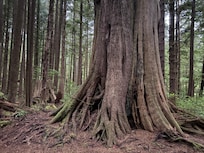Tree between highway and cabin