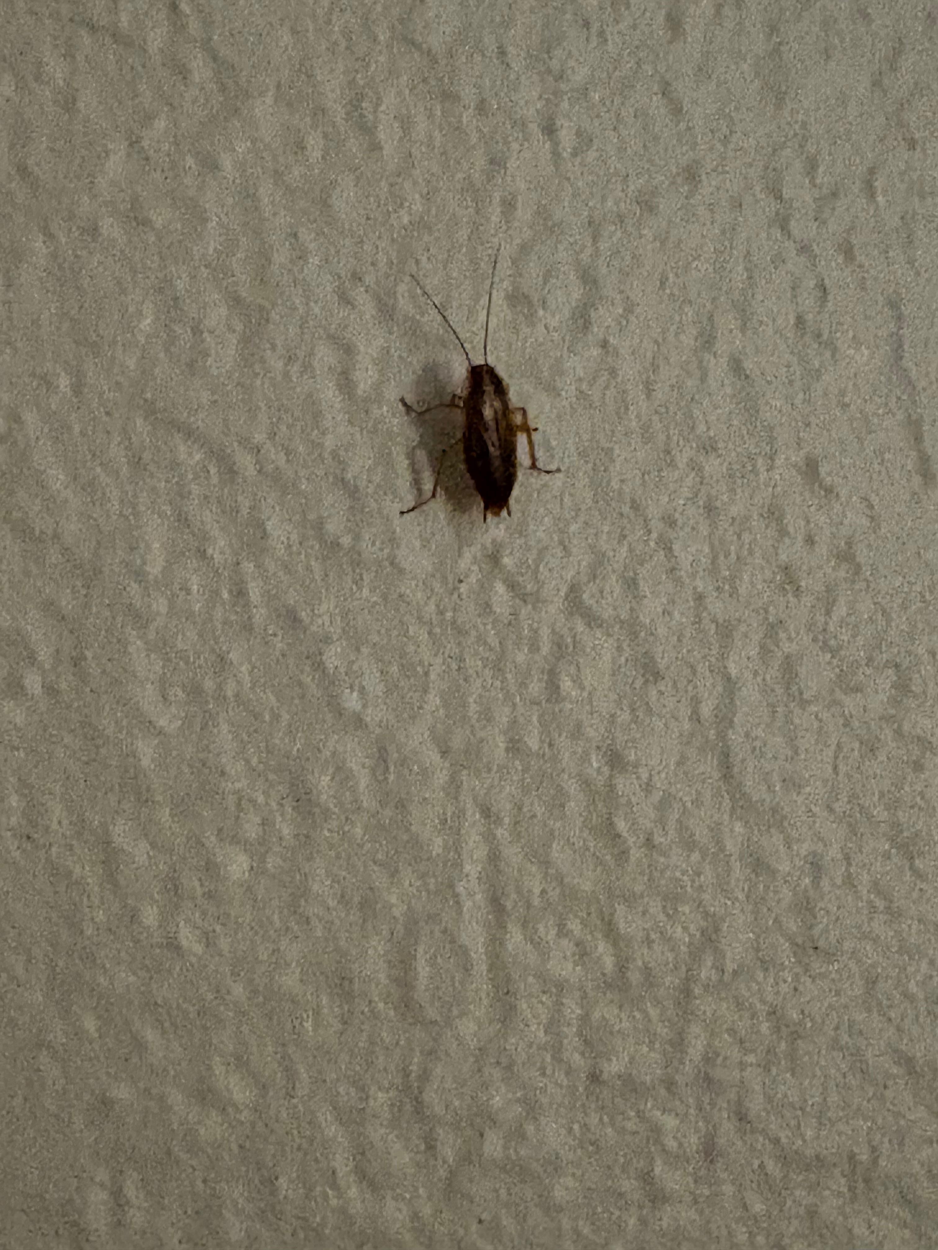 Up close shot of the roach outside of the bathroom 