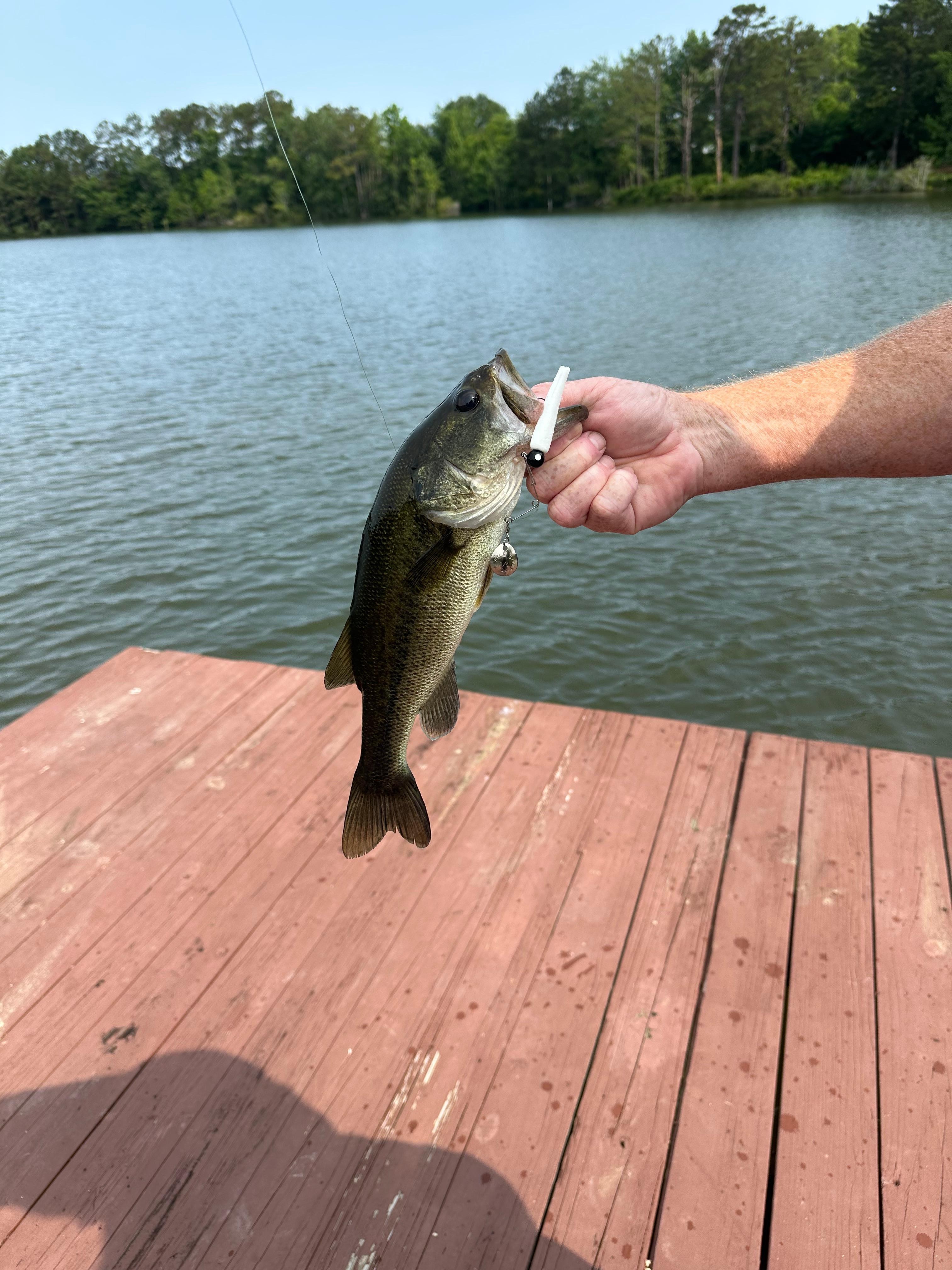 Large Mouth Bass.