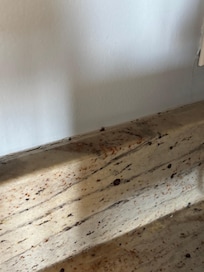 Dead roach on ledge