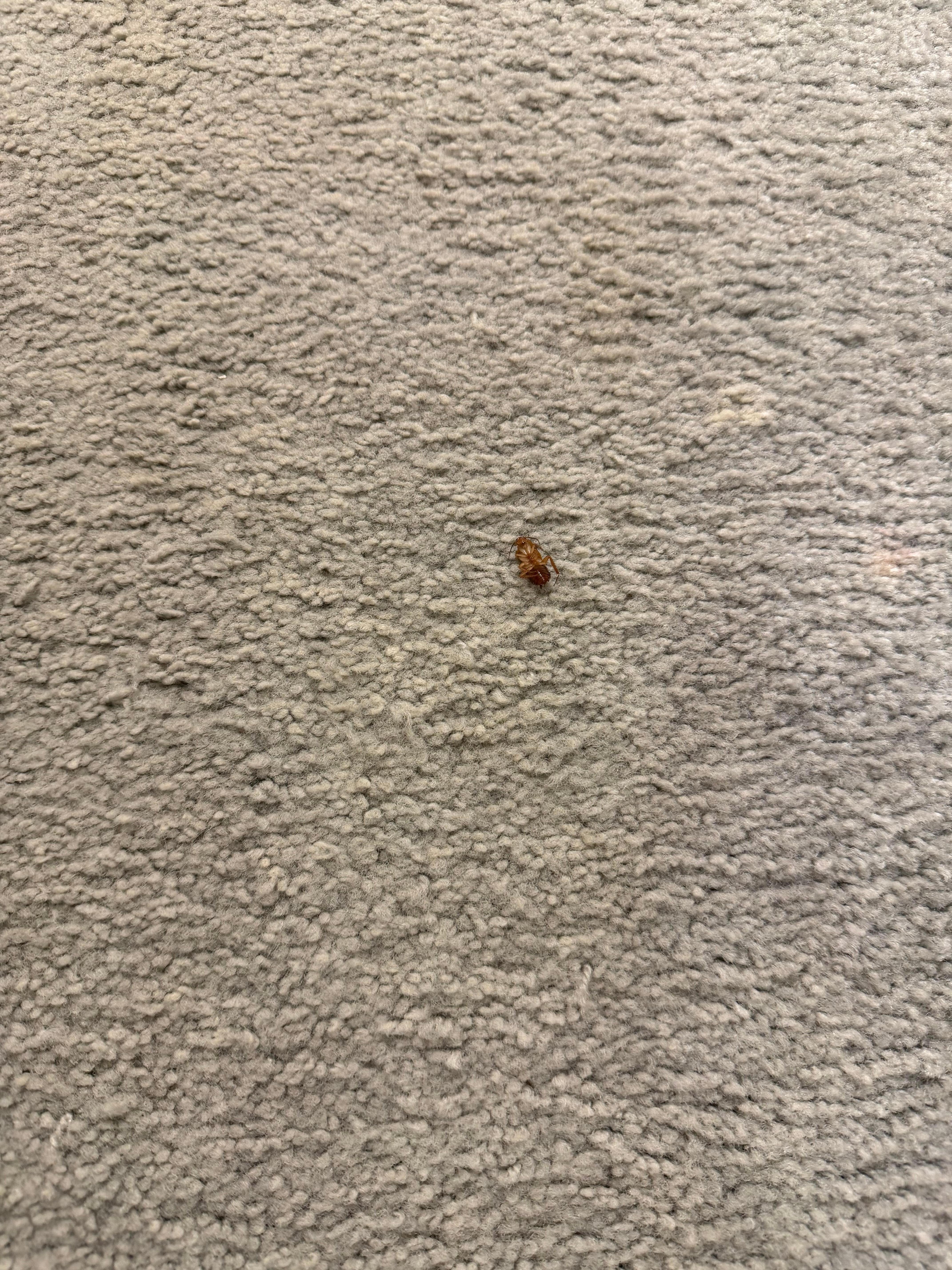 Cockroach on the ground 