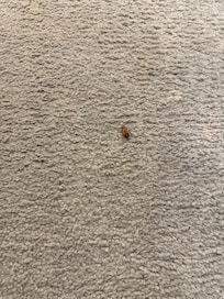 Cockroach on the ground