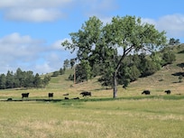 Cows grazing on the Kara Creek Ranch property