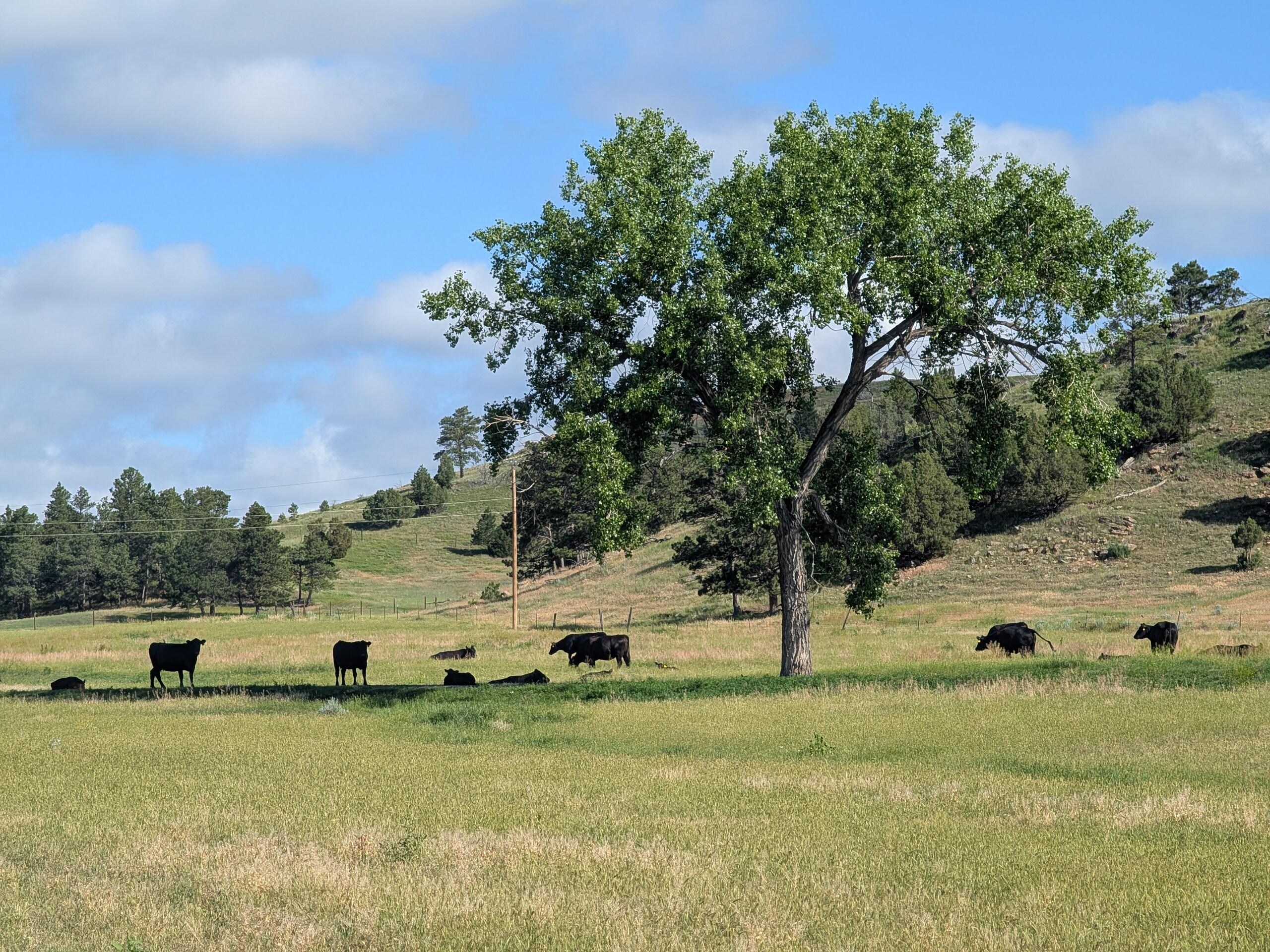 Cows grazing on the Kara Creek Ranch property 