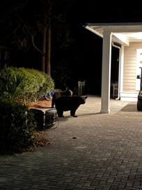 3 hungry black bears in Watercolor