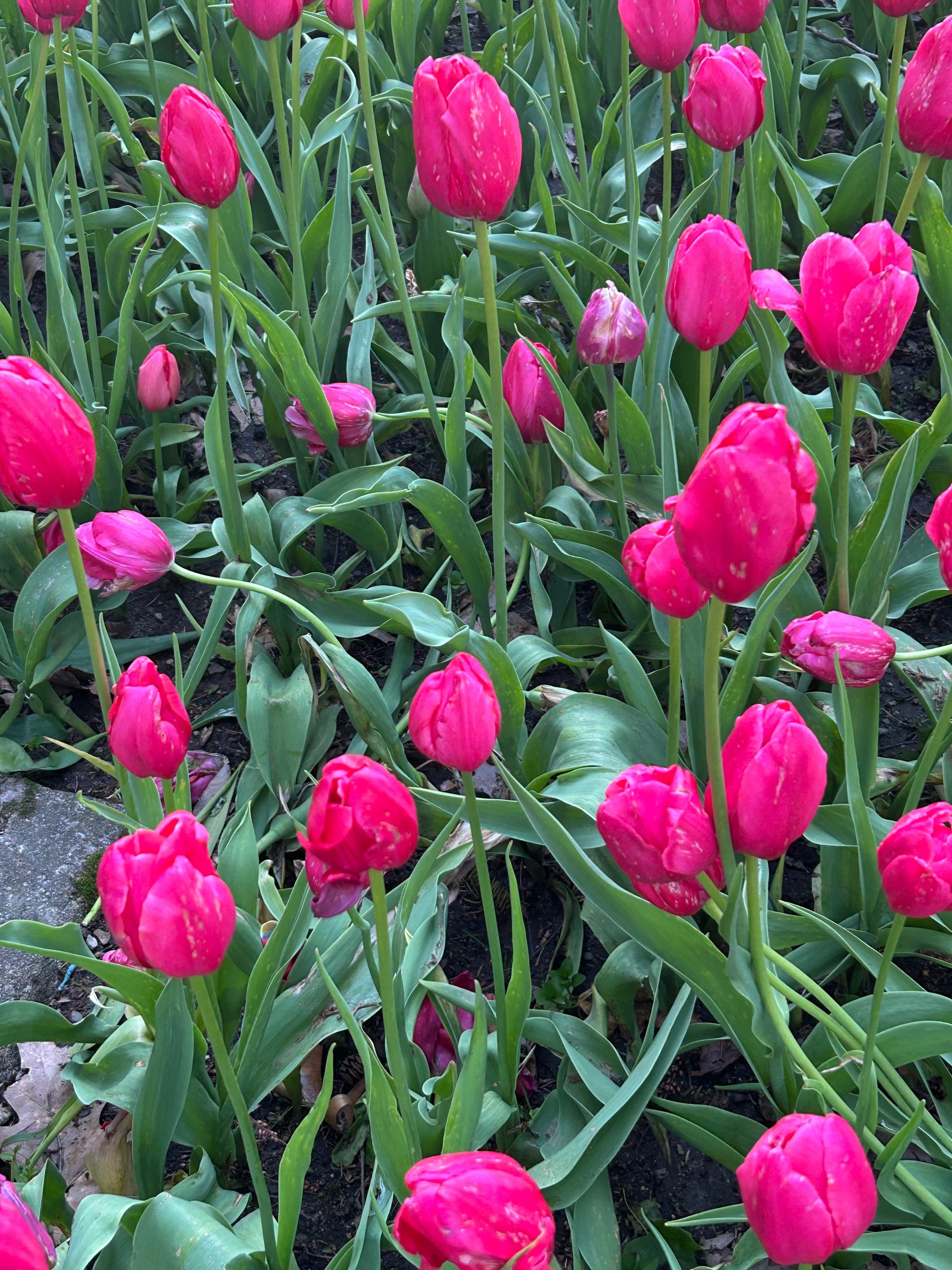 Tulips!