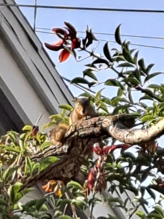 And squirrels! 