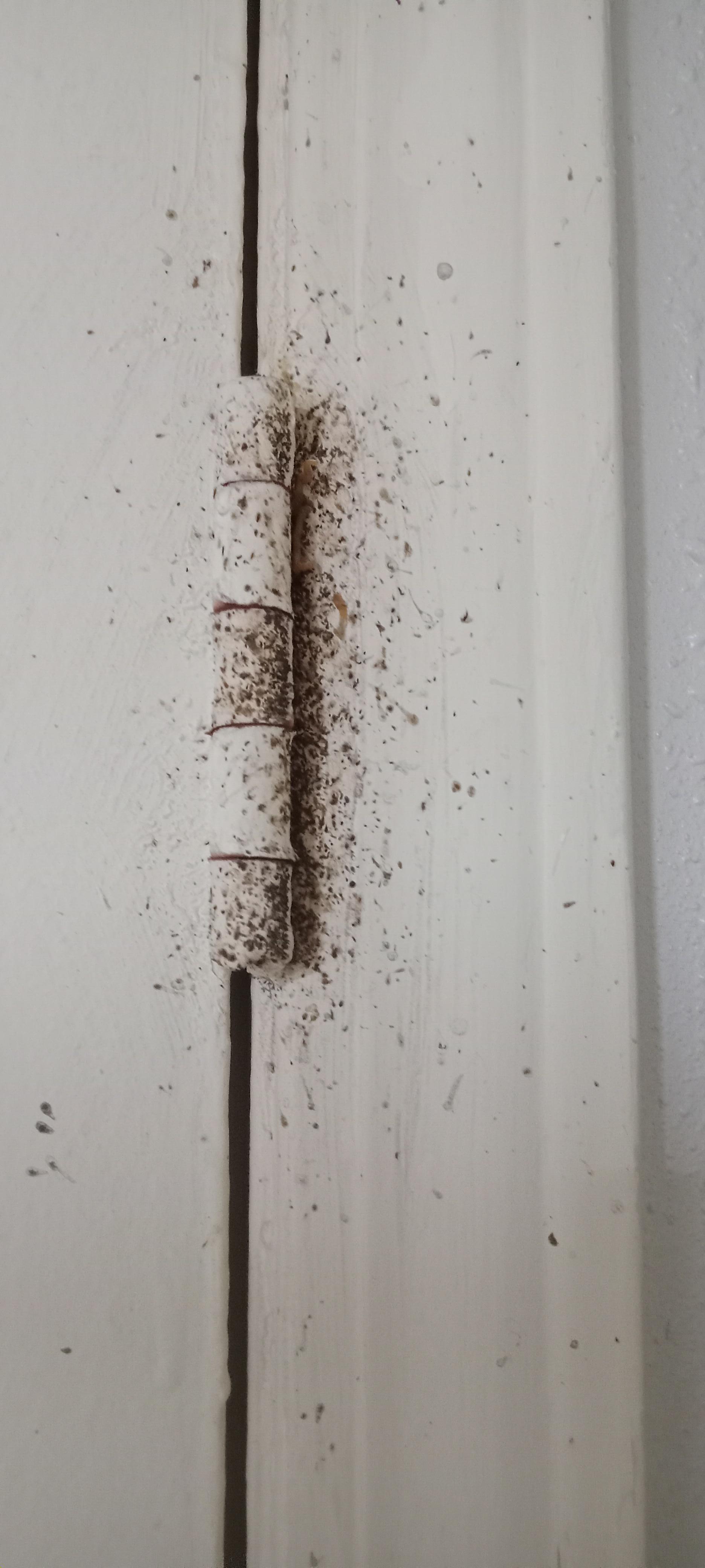 Cockroach feces