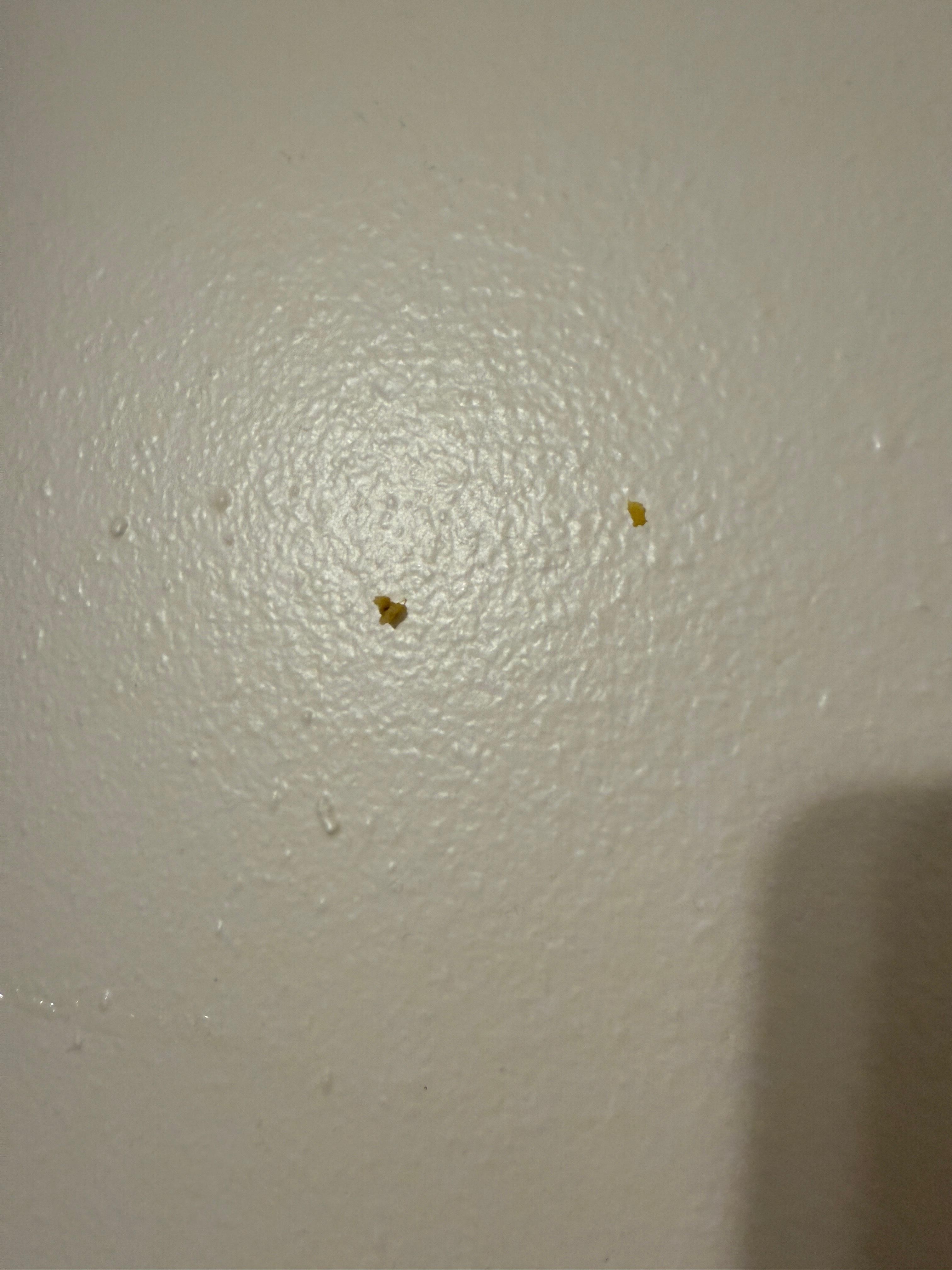 Boogers on the wall 