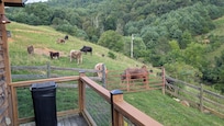 The first night the cows were right at the back of the cabin.