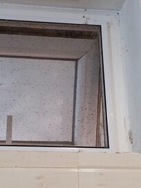 Insects on windows
