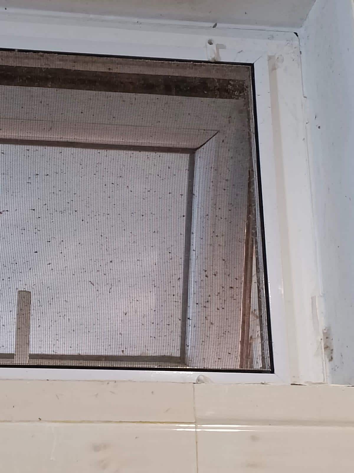 Insects on windows