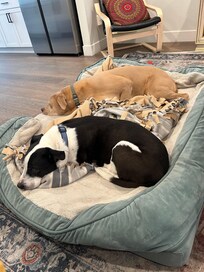 My dogs enjoyed their stay. The grass pad behind the building complex was especially convenient.