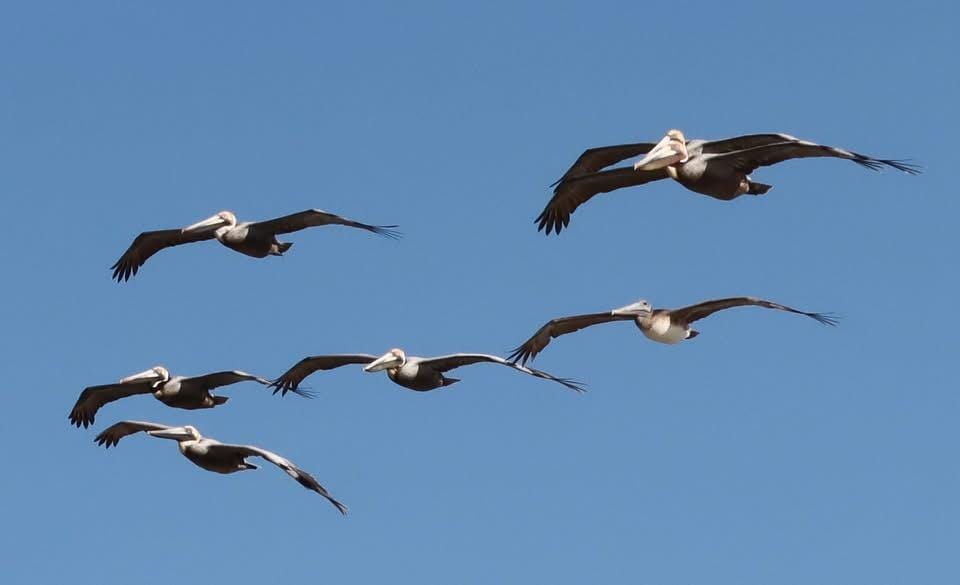 Pelicanos en vuelo (Pelicans in flight off the condo’s balcony)