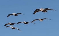 Pelicanos en vuelo (Pelicans in flight off the condo’s balcony)