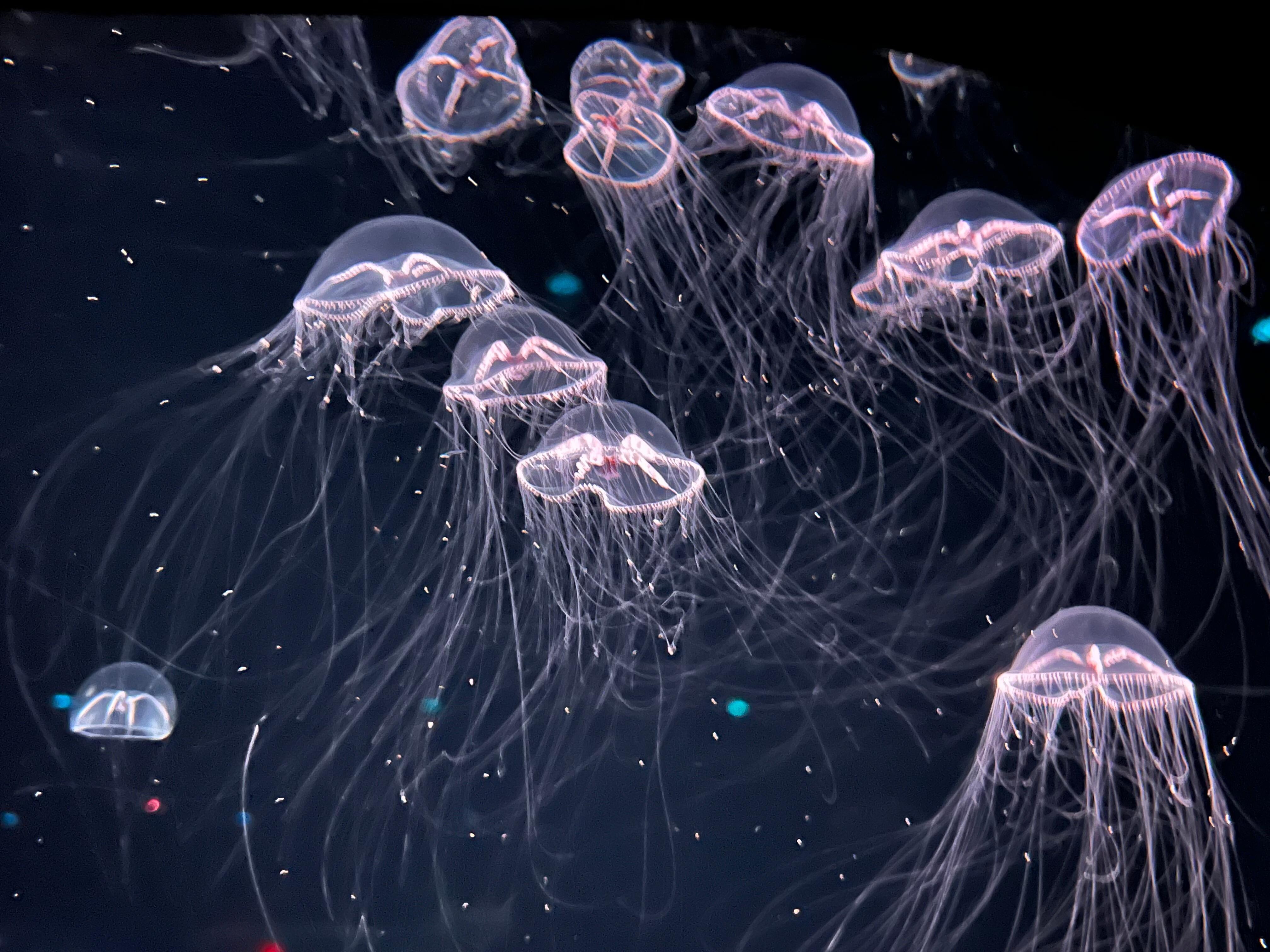Jelly fish at the aquarium