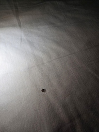 Hair on the the bedsheets