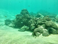 Great snorkeling on the Charley young reef. Very close to shore, gentle and just lovely for adults and kids