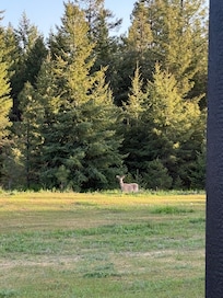 The view in front of the cabin.