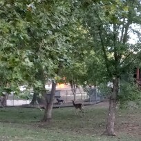 Evening on the patio, visiting deer