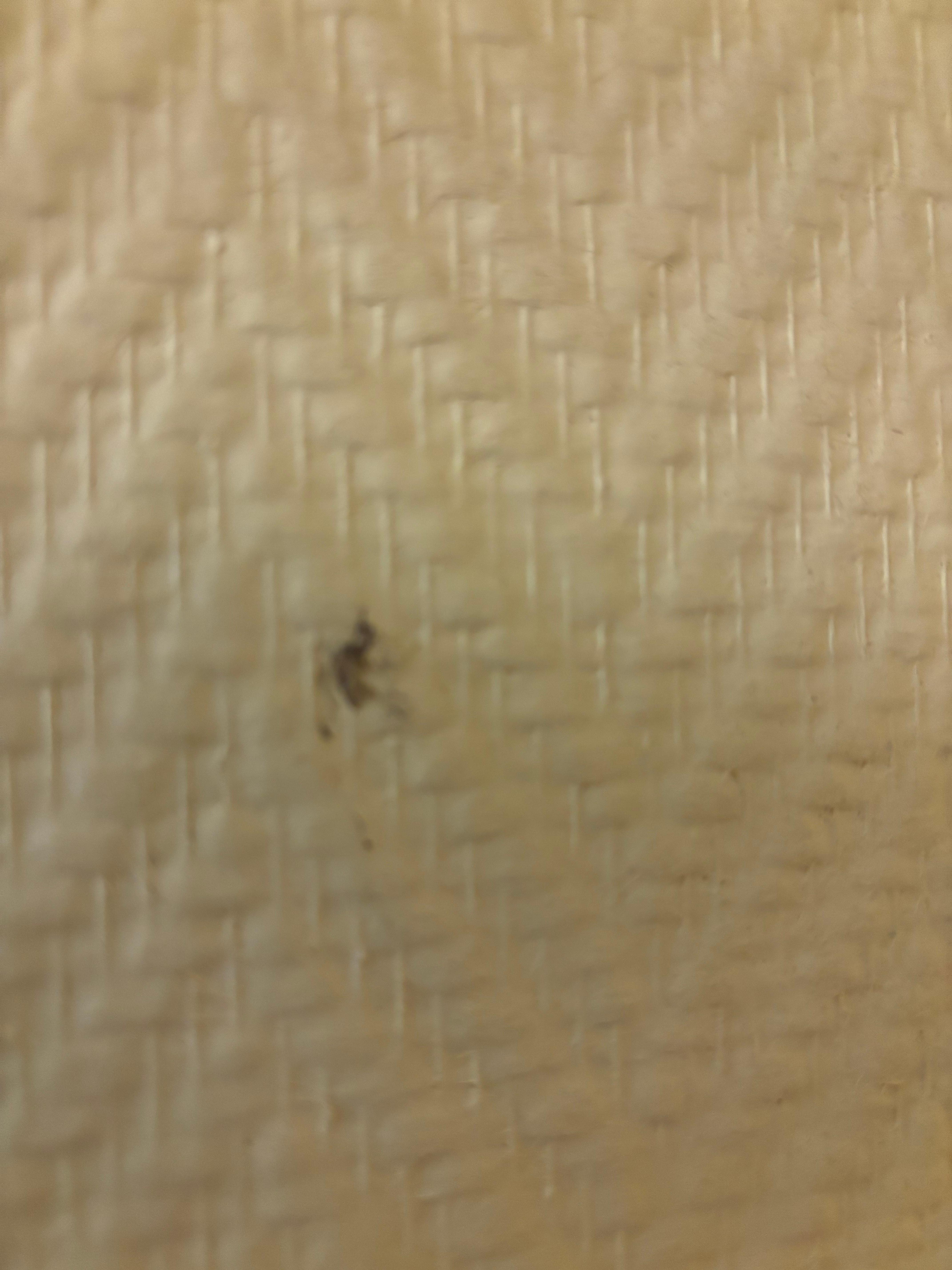 squashed mosquito on wall