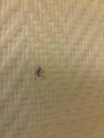 squashed mosquito on wall