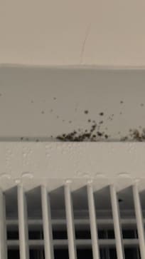 Mold from ac vent